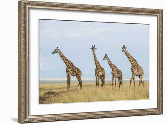 Kenya, Maasai Mara, Mara Triangle, Mara River Basin, Maasai Giraffe-Alison Jones-Framed Photographic Print