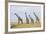 Kenya, Maasai Mara, Mara Triangle, Mara River Basin, Maasai Giraffe-Alison Jones-Framed Photographic Print