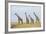 Kenya, Maasai Mara, Mara Triangle, Mara River Basin, Maasai Giraffe-Alison Jones-Framed Photographic Print