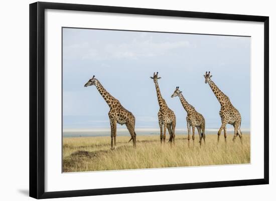 Kenya, Maasai Mara, Mara Triangle, Mara River Basin, Maasai Giraffe-Alison Jones-Framed Photographic Print