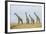 Kenya, Maasai Mara, Mara Triangle, Mara River Basin, Maasai Giraffe-Alison Jones-Framed Photographic Print