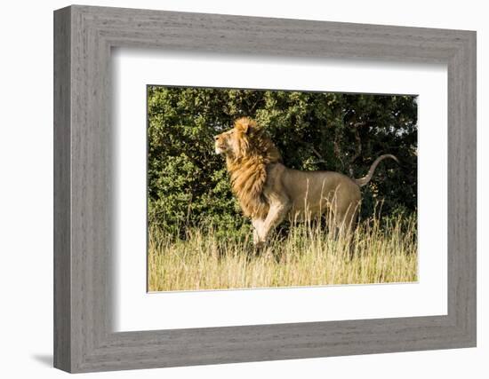 Kenya, Maasai Mara, Mara Triangle, Mara River Basin, Male Lion-Alison Jones-Framed Photographic Print