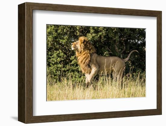 Kenya, Maasai Mara, Mara Triangle, Mara River Basin, Male Lion-Alison Jones-Framed Photographic Print