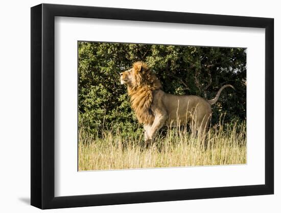 Kenya, Maasai Mara, Mara Triangle, Mara River Basin, Male Lion-Alison Jones-Framed Photographic Print