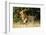 Kenya, Maasai Mara, Mara Triangle, Mara River Basin, Male Lion-Alison Jones-Framed Photographic Print