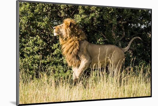Kenya, Maasai Mara, Mara Triangle, Mara River Basin, Male Lion-Alison Jones-Mounted Photographic Print