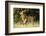 Kenya, Maasai Mara, Mara Triangle, Mara River Basin, Male Lion-Alison Jones-Framed Photographic Print