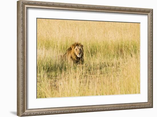 Kenya, Maasai Mara, Mara Triangle, Mara River Basin, Male Lion-Alison Jones-Framed Photographic Print