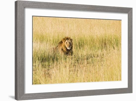 Kenya, Maasai Mara, Mara Triangle, Mara River Basin, Male Lion-Alison Jones-Framed Photographic Print