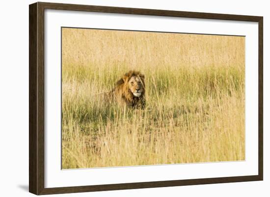 Kenya, Maasai Mara, Mara Triangle, Mara River Basin, Male Lion-Alison Jones-Framed Photographic Print