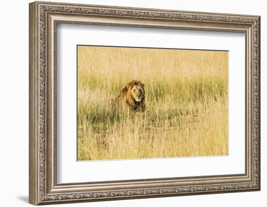 Kenya, Maasai Mara, Mara Triangle, Mara River Basin, Male Lion-Alison Jones-Framed Photographic Print