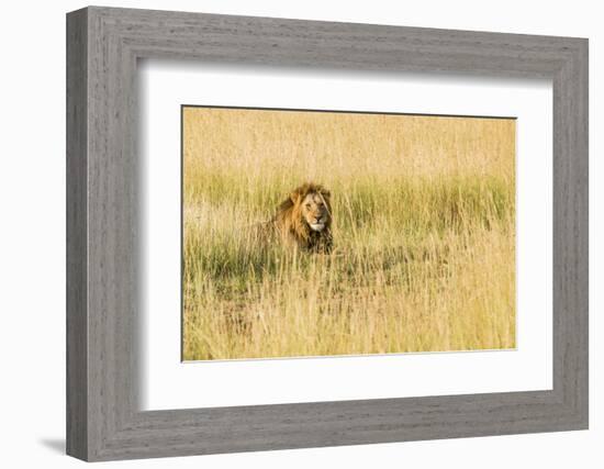 Kenya, Maasai Mara, Mara Triangle, Mara River Basin, Male Lion-Alison Jones-Framed Photographic Print