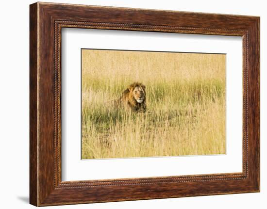 Kenya, Maasai Mara, Mara Triangle, Mara River Basin, Male Lion-Alison Jones-Framed Photographic Print
