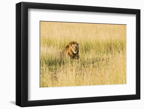 Kenya, Maasai Mara, Mara Triangle, Mara River Basin, Male Lion-Alison Jones-Framed Photographic Print