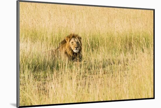 Kenya, Maasai Mara, Mara Triangle, Mara River Basin, Male Lion-Alison Jones-Mounted Photographic Print