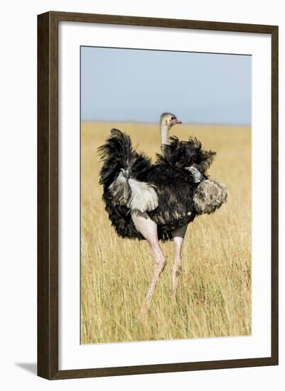 Kenya, Maasai Mara, Mara Triangle, Mara River Basin, Masai Ostrich-Alison Jones-Framed Photographic Print