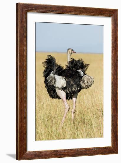 Kenya, Maasai Mara, Mara Triangle, Mara River Basin, Masai Ostrich-Alison Jones-Framed Photographic Print