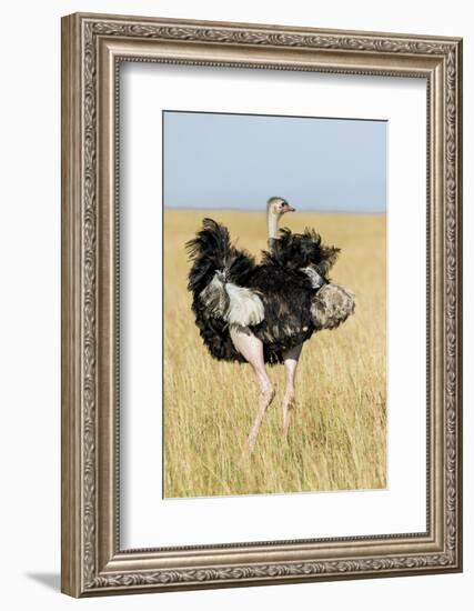 Kenya, Maasai Mara, Mara Triangle, Mara River Basin, Masai Ostrich-Alison Jones-Framed Photographic Print