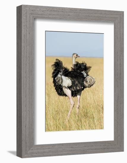 Kenya, Maasai Mara, Mara Triangle, Mara River Basin, Masai Ostrich-Alison Jones-Framed Photographic Print