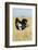 Kenya, Maasai Mara, Mara Triangle, Mara River Basin, Masai Ostrich-Alison Jones-Framed Photographic Print