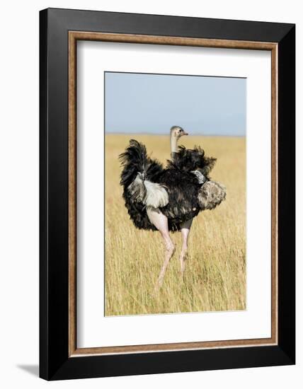 Kenya, Maasai Mara, Mara Triangle, Mara River Basin, Masai Ostrich-Alison Jones-Framed Photographic Print