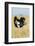 Kenya, Maasai Mara, Mara Triangle, Mara River Basin, Masai Ostrich-Alison Jones-Framed Photographic Print