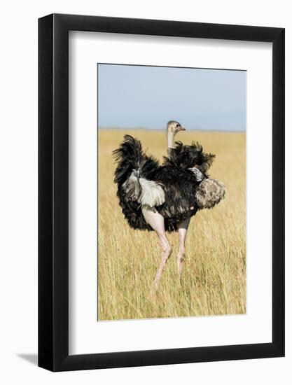 Kenya, Maasai Mara, Mara Triangle, Mara River Basin, Masai Ostrich-Alison Jones-Framed Photographic Print