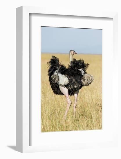 Kenya, Maasai Mara, Mara Triangle, Mara River Basin, Masai Ostrich-Alison Jones-Framed Photographic Print