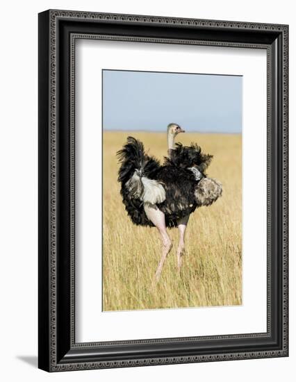 Kenya, Maasai Mara, Mara Triangle, Mara River Basin, Masai Ostrich-Alison Jones-Framed Photographic Print