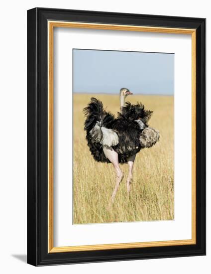 Kenya, Maasai Mara, Mara Triangle, Mara River Basin, Masai Ostrich-Alison Jones-Framed Photographic Print
