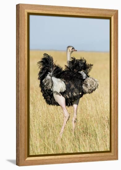 Kenya, Maasai Mara, Mara Triangle, Mara River Basin, Masai Ostrich-Alison Jones-Framed Premier Image Canvas