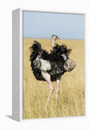 Kenya, Maasai Mara, Mara Triangle, Mara River Basin, Masai Ostrich-Alison Jones-Framed Premier Image Canvas