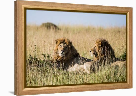 Kenya, Maasai Mara, Mara Triangle, Mara River Basin, Two Lions-Alison Jones-Framed Premier Image Canvas