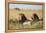 Kenya, Maasai Mara, Mara Triangle, Mara River Basin, Two Lions-Alison Jones-Framed Premier Image Canvas