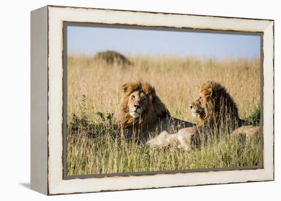 Kenya, Maasai Mara, Mara Triangle, Mara River Basin, Two Lions-Alison Jones-Framed Premier Image Canvas