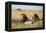 Kenya, Maasai Mara, Mara Triangle, Mara River Basin, Two Lions-Alison Jones-Framed Premier Image Canvas