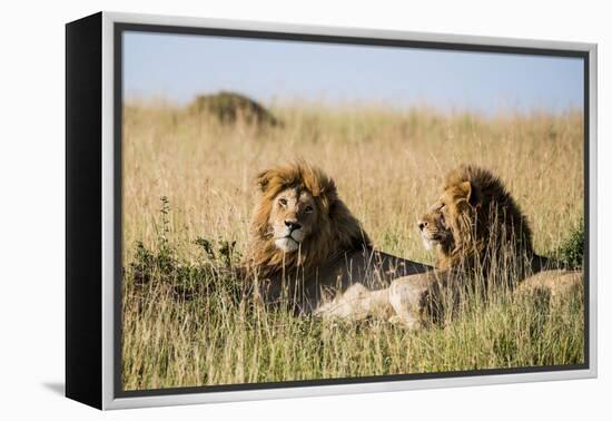 Kenya, Maasai Mara, Mara Triangle, Mara River Basin, Two Lions-Alison Jones-Framed Premier Image Canvas