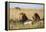 Kenya, Maasai Mara, Mara Triangle, Mara River Basin, Two Lions-Alison Jones-Framed Premier Image Canvas