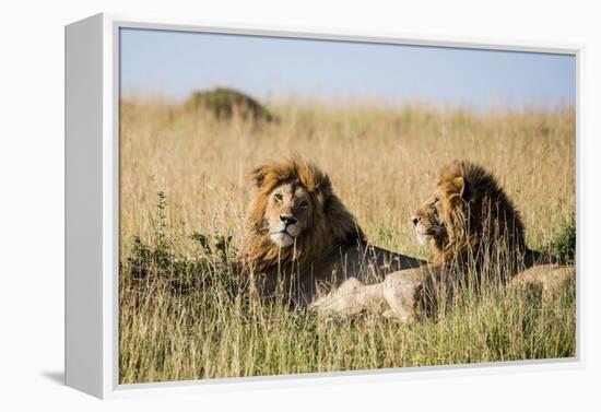 Kenya, Maasai Mara, Mara Triangle, Mara River Basin, Two Lions-Alison Jones-Framed Premier Image Canvas