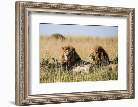 Kenya, Maasai Mara, Mara Triangle, Mara River Basin, Two Lions-Alison Jones-Framed Photographic Print