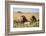 Kenya, Maasai Mara, Mara Triangle, Mara River Basin, Two Lions-Alison Jones-Framed Photographic Print