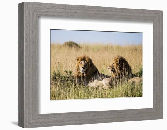 Kenya, Maasai Mara, Mara Triangle, Mara River Basin, Two Lions-Alison Jones-Framed Photographic Print