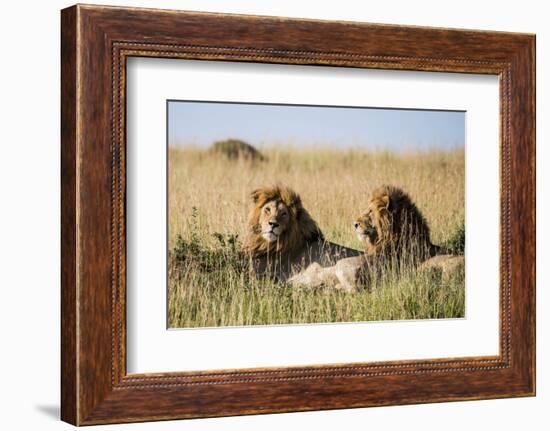 Kenya, Maasai Mara, Mara Triangle, Mara River Basin, Two Lions-Alison Jones-Framed Photographic Print