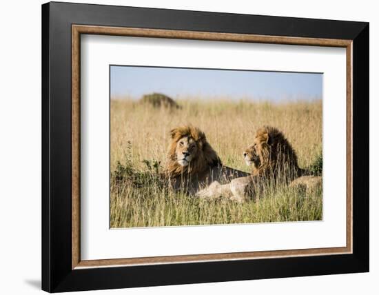 Kenya, Maasai Mara, Mara Triangle, Mara River Basin, Two Lions-Alison Jones-Framed Photographic Print