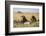 Kenya, Maasai Mara, Mara Triangle, Mara River Basin, Two Lions-Alison Jones-Framed Photographic Print