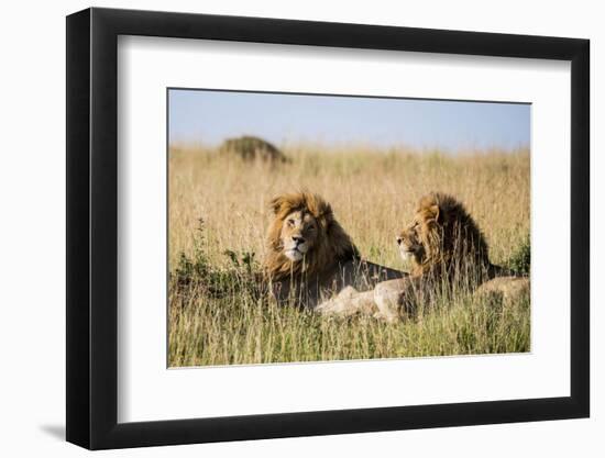 Kenya, Maasai Mara, Mara Triangle, Mara River Basin, Two Lions-Alison Jones-Framed Photographic Print