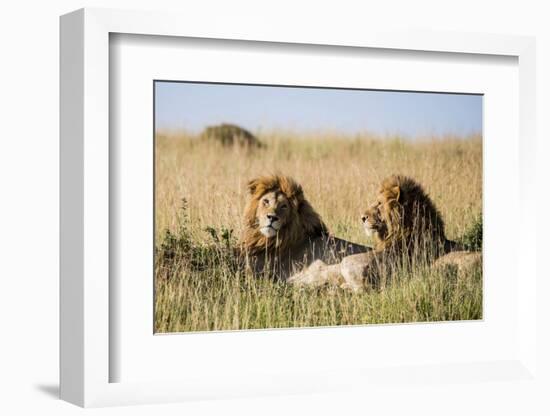 Kenya, Maasai Mara, Mara Triangle, Mara River Basin, Two Lions-Alison Jones-Framed Photographic Print