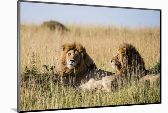 Kenya, Maasai Mara, Mara Triangle, Mara River Basin, Two Lions-Alison Jones-Mounted Photographic Print