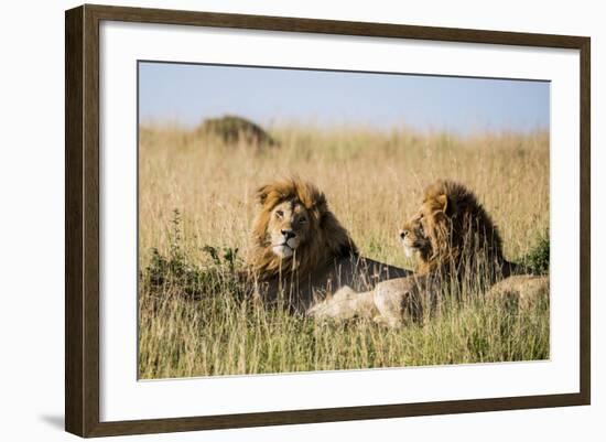 Kenya, Maasai Mara, Mara Triangle, Mara River Basin, Two Lions-Alison Jones-Framed Photographic Print