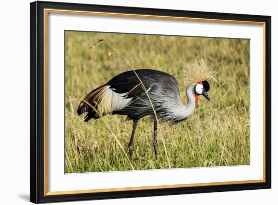 Kenya, Maasai Mara, Mara Triangle, Pair of Grey Crowned Crane-Alison Jones-Framed Photographic Print